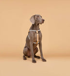 Peitoral Nomii Cordier em Y | (com TAG Grátis)