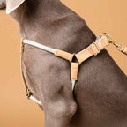 Peitoral Nomii Cordier em Y | (com TAG Grátis)