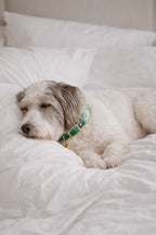 Kit Lux Trevo – Coleira + Guia (com TAG Grátis)