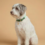 Kit Lux Trevo – Coleira + Guia (com TAG Grátis)