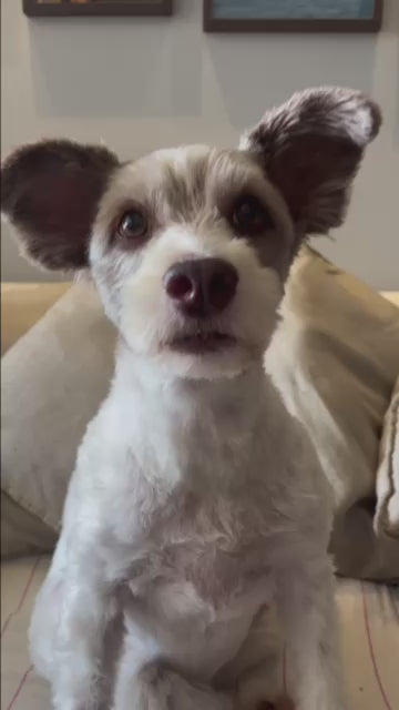 Video 6