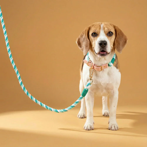 Coleira Lux Hortelã – Couro e Algodão (com TAG Grátis)